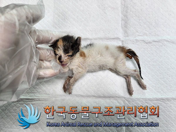 한국동물구조관리협회_441382202300625