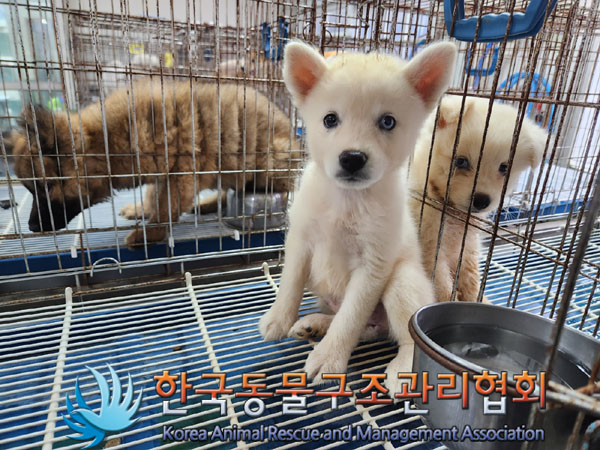 한국동물구조관리협회_441406202301342