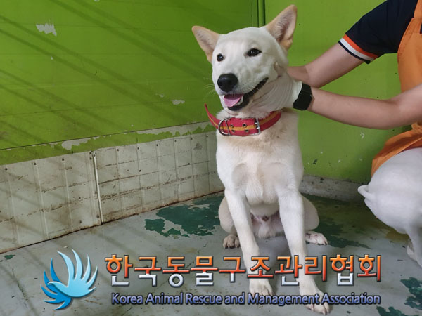 한국동물구조관리협회_441406202301336