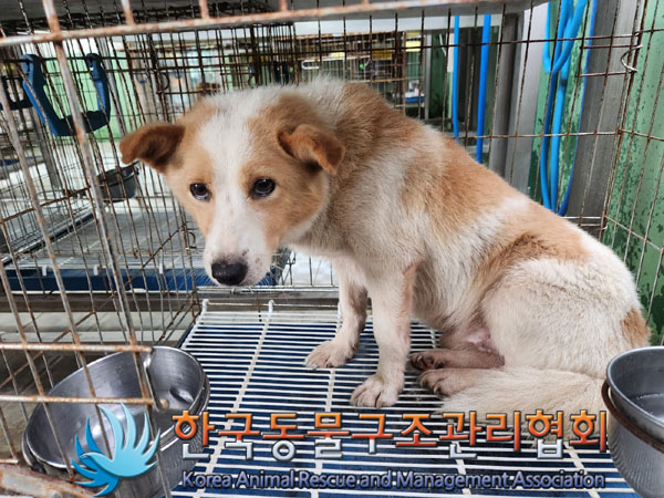 한국동물구조관리협회_441559202300924