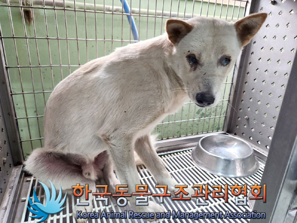 종료(안락사) 믹스…