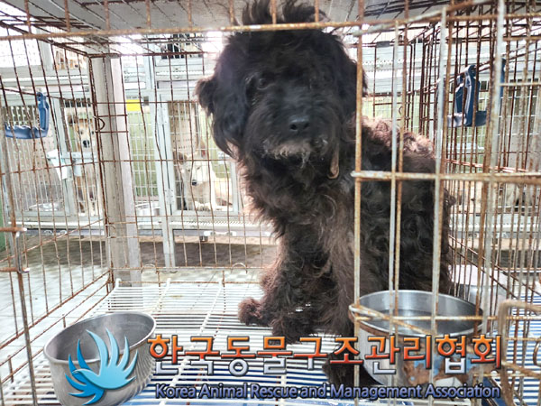 한국동물구조관리협회_441560202301090