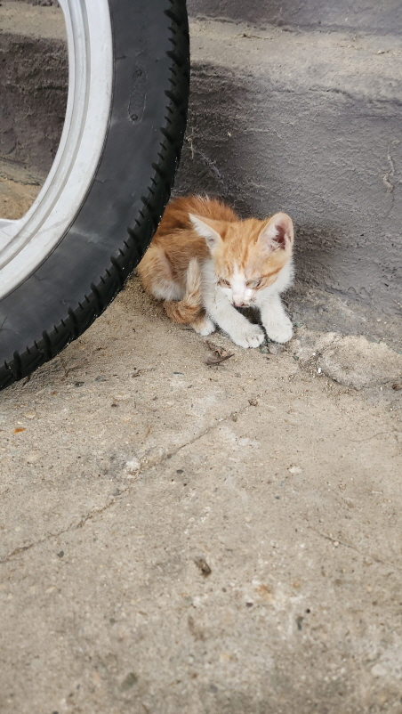 익산유기동물보호소_445468202301798