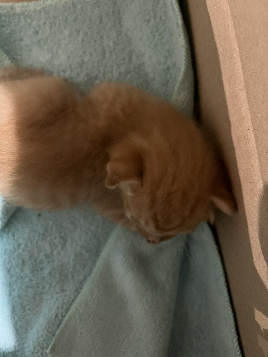 울산유기동물보호센터_431373202301029