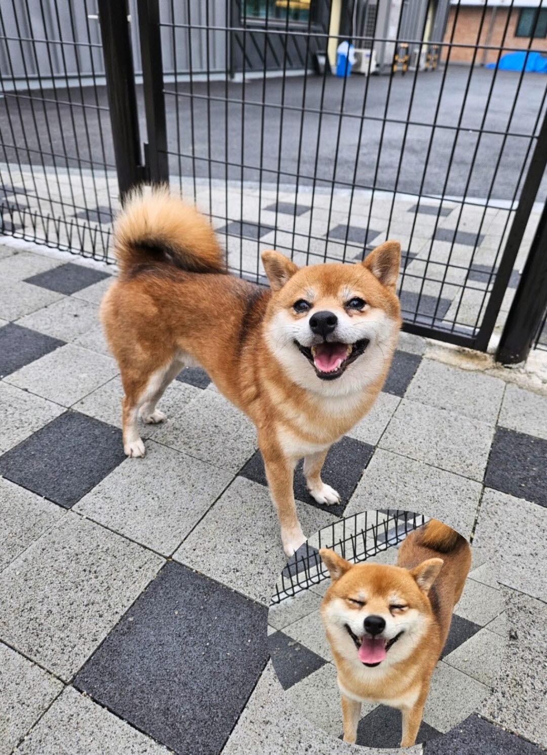 보호중 시바의 가족…