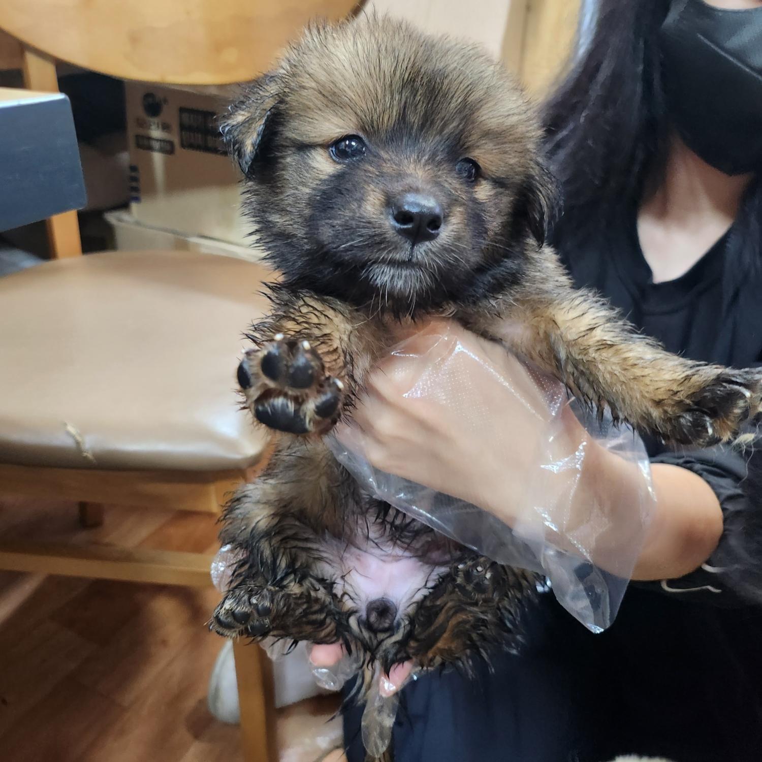 울산유기동물보호센터_431372202300503