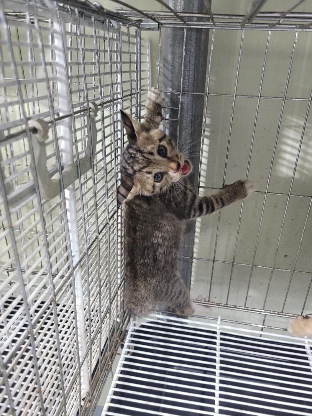 보호중 아메리칸 쇼…