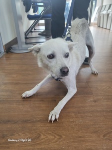 제주 동물보호센터_450650202303230