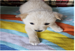 유기동물및관리협회_448535202301350