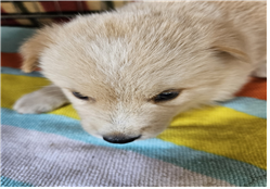 유기동물및관리협회_448535202301352
