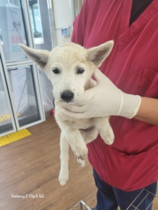 제주 동물보호센터_450650202303231