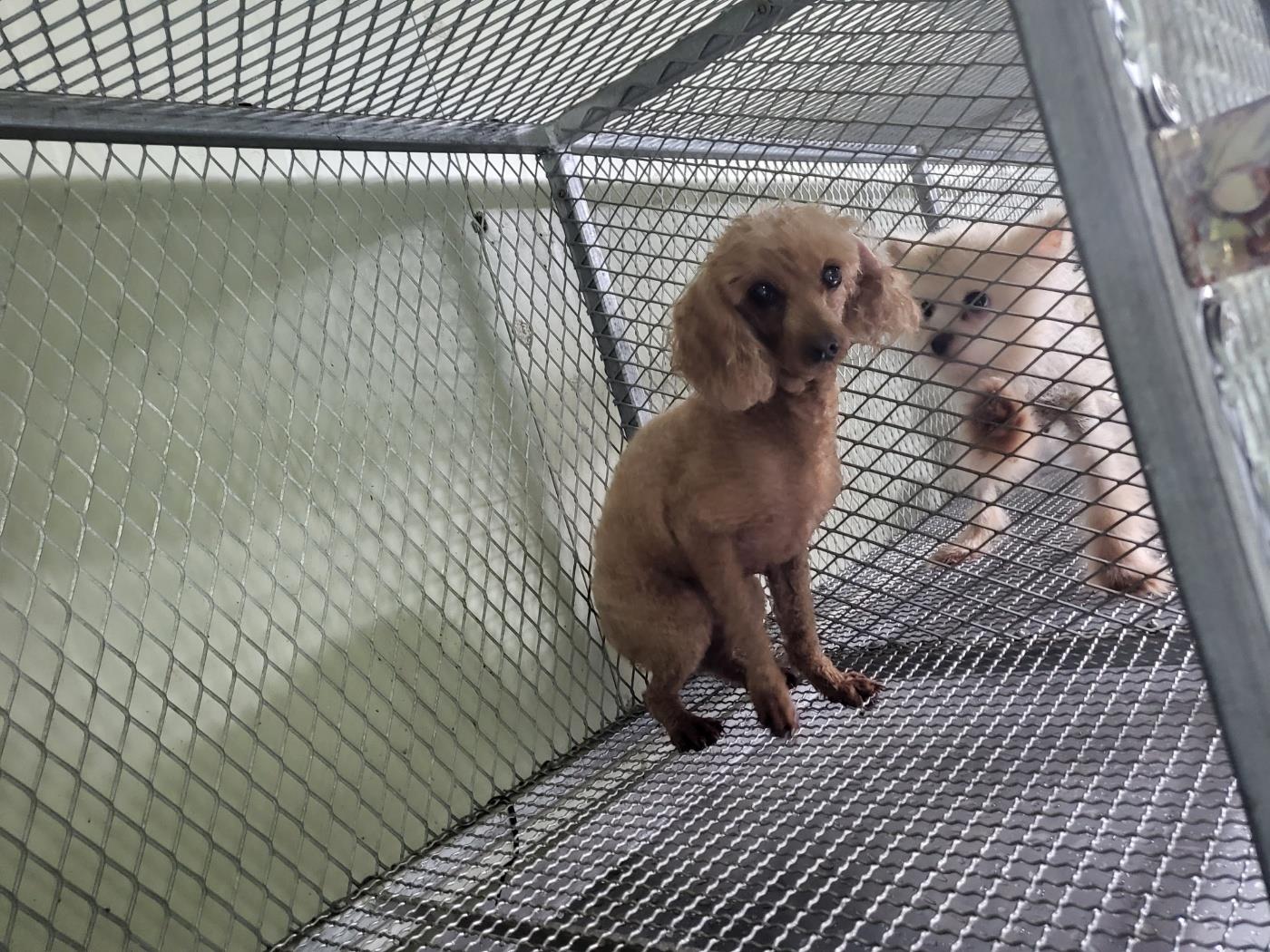 (사)하얀비둘기_426336202300355
