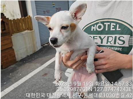 대전동물보호센터_430366202300538