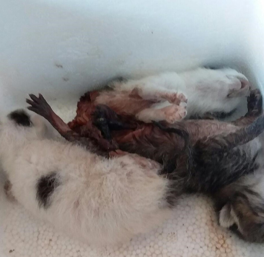 종료(자연사) 한국…