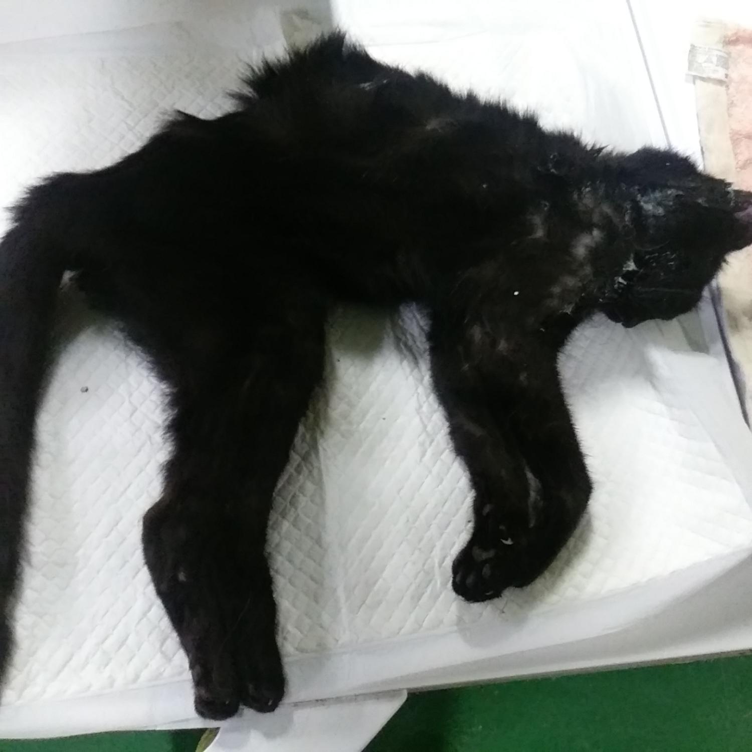 인천광역시수의사회_428352202300342