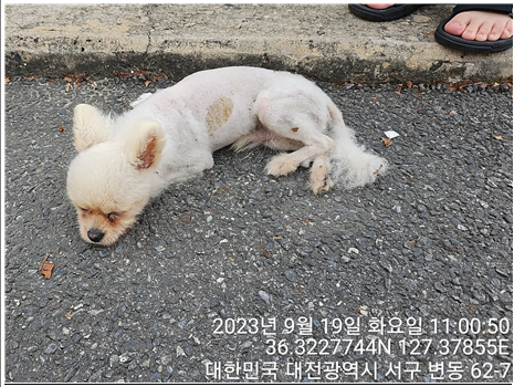 대전동물보호센터_430366202300537