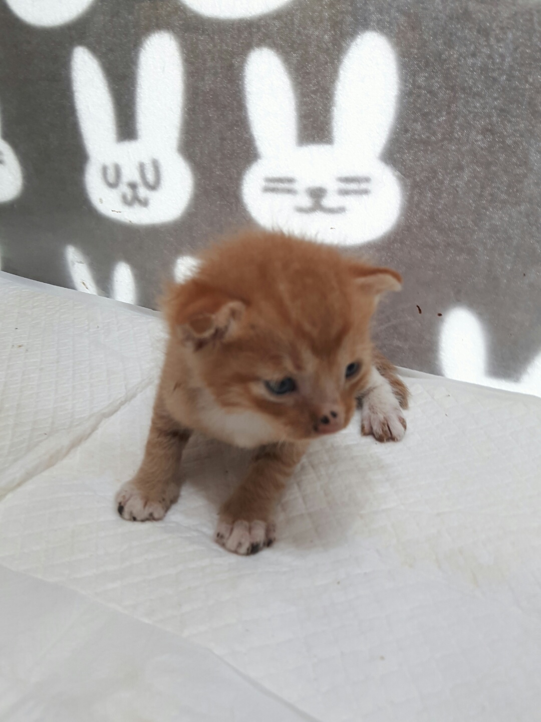 강남동물병원_431370202300936