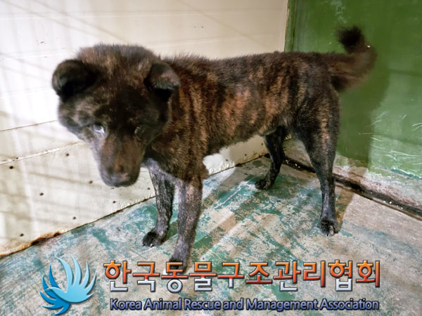 종료(안락사) 믹스…