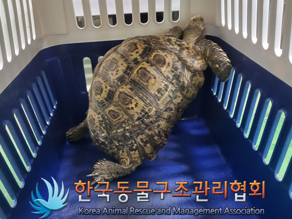 보호중 거북이의 가…