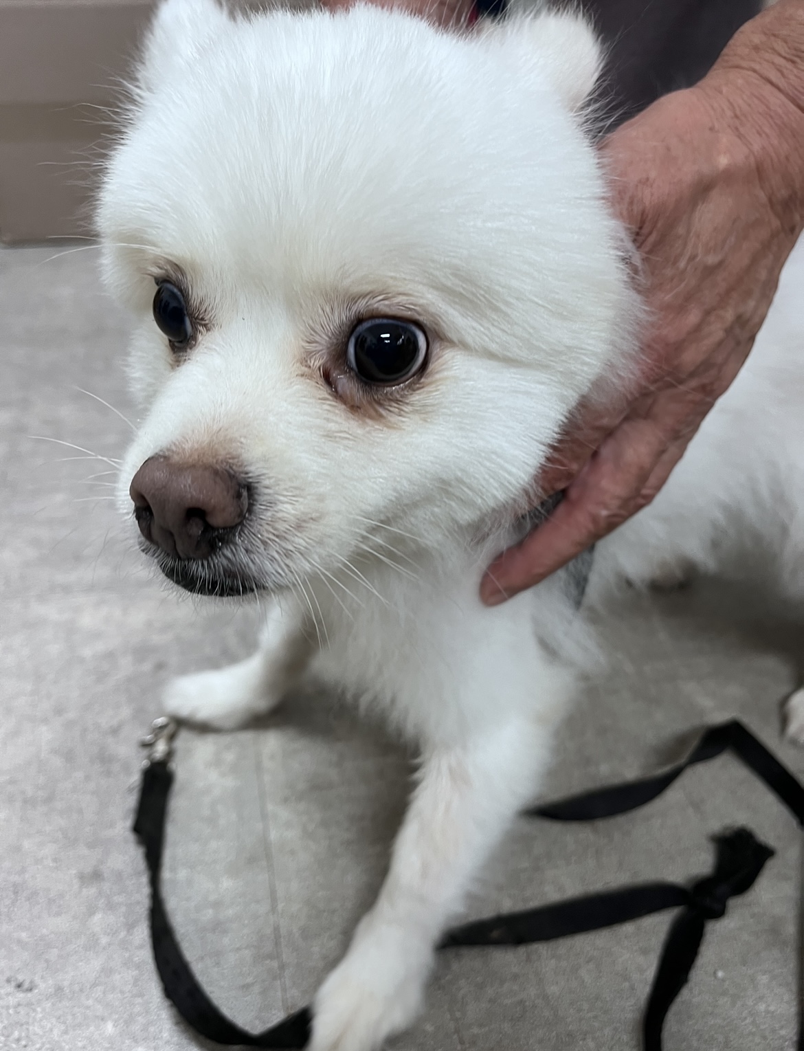 천안시유기동물보호소_444449202302050