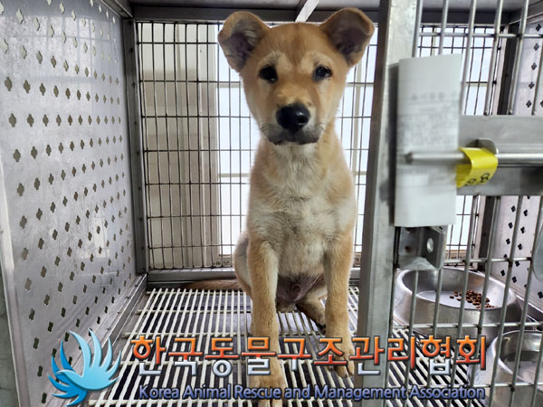 한국동물구조관리협회_441382202300626