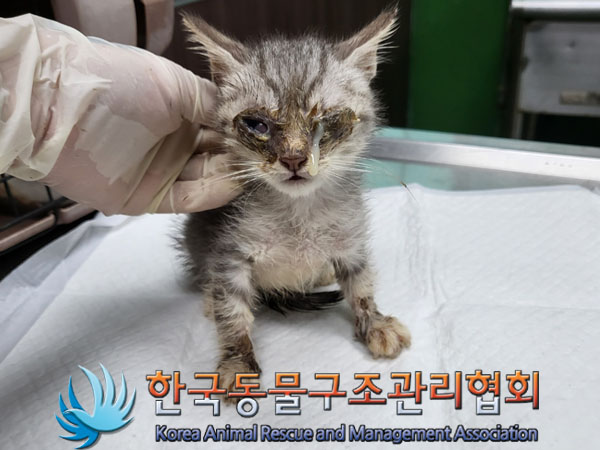 한국동물구조관리협회_411304202300605