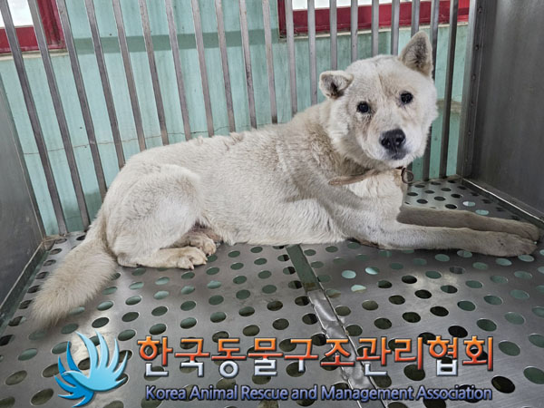종료(안락사) 믹스…