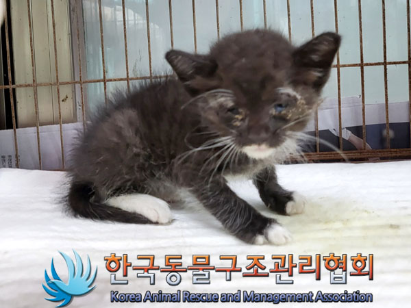 한국동물구조관리협회_441560202301093