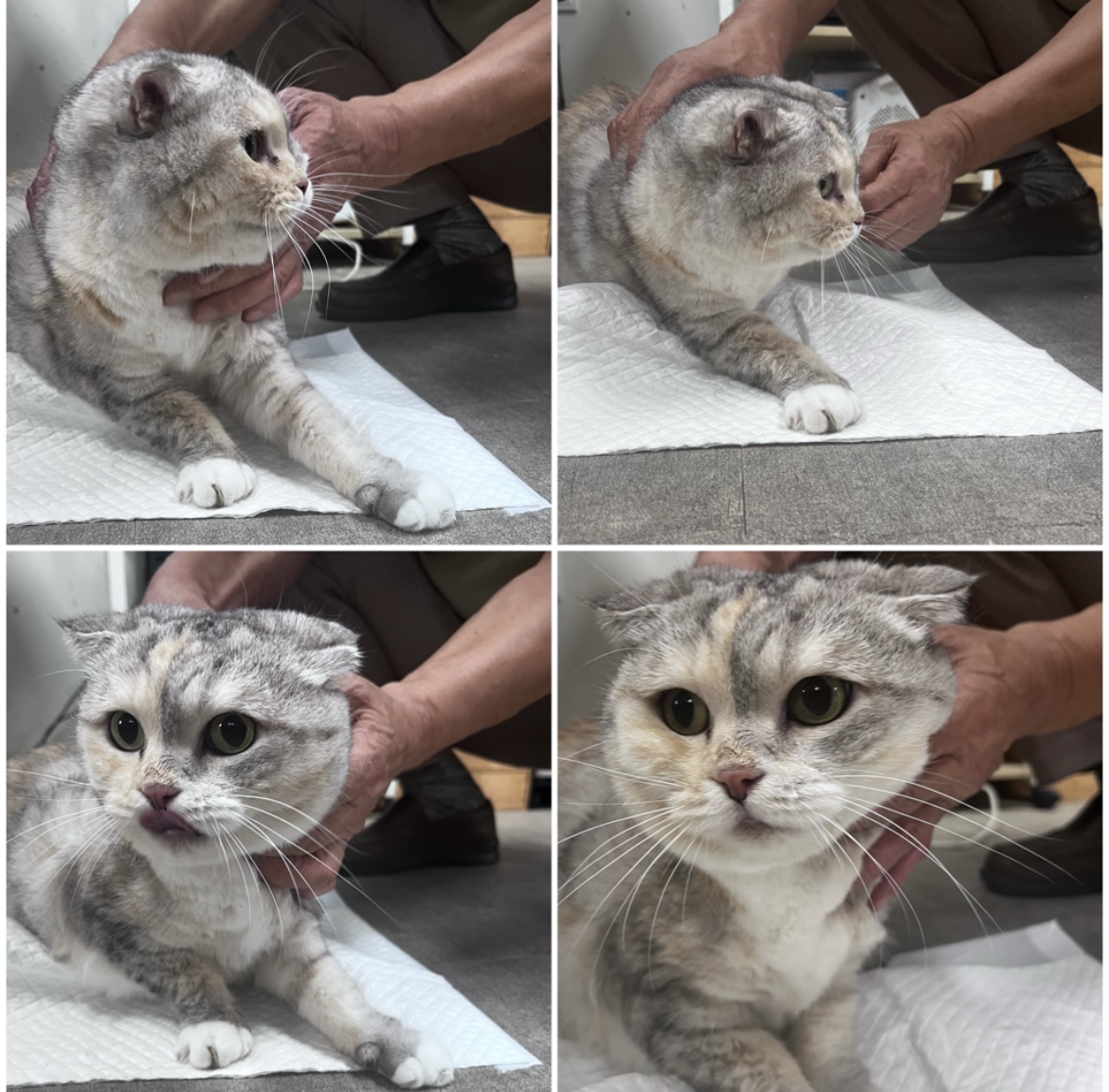 천안시유기동물보호소_444449202302053