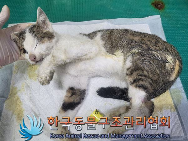 한국동물구조관리협회_441559202300927