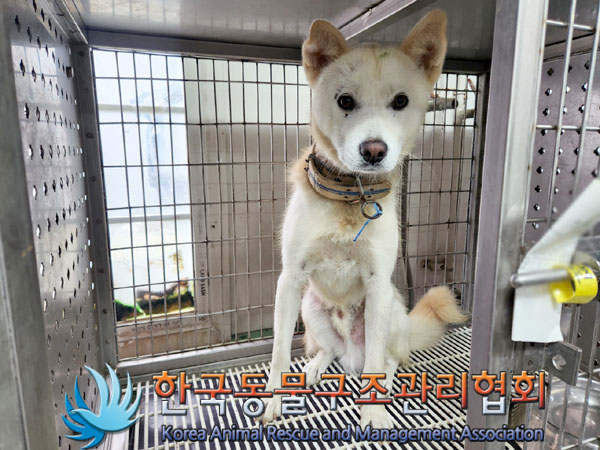 한국동물구조관리협회_441560202301092