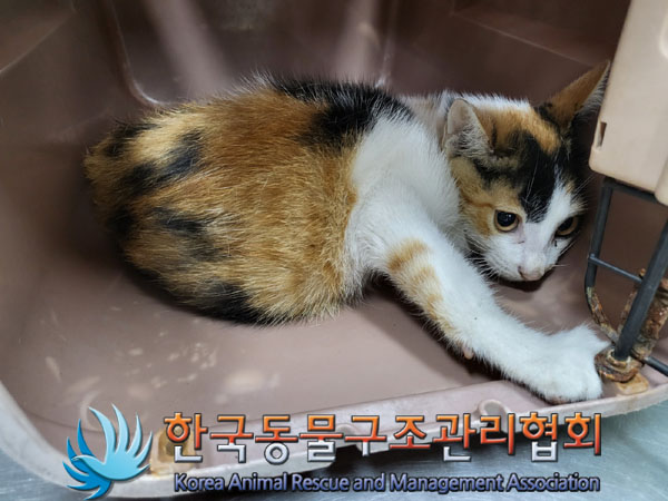 한국동물구조관리협회_411318202300377