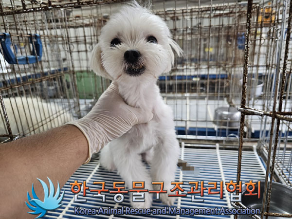 한국동물구조관리협회_411322202300628