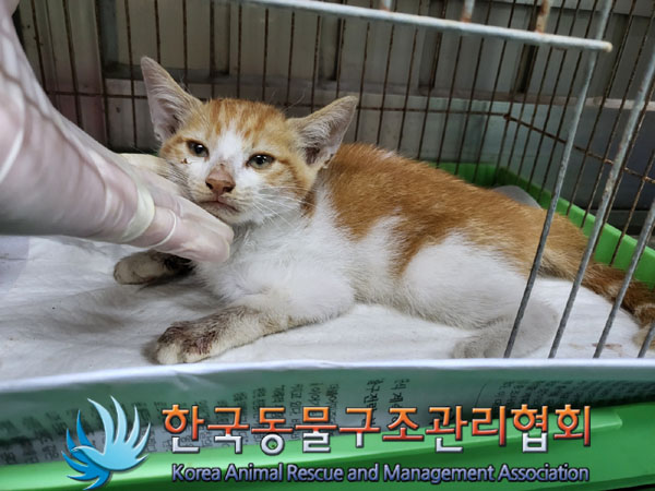 한국동물구조관리협회_441392202300189