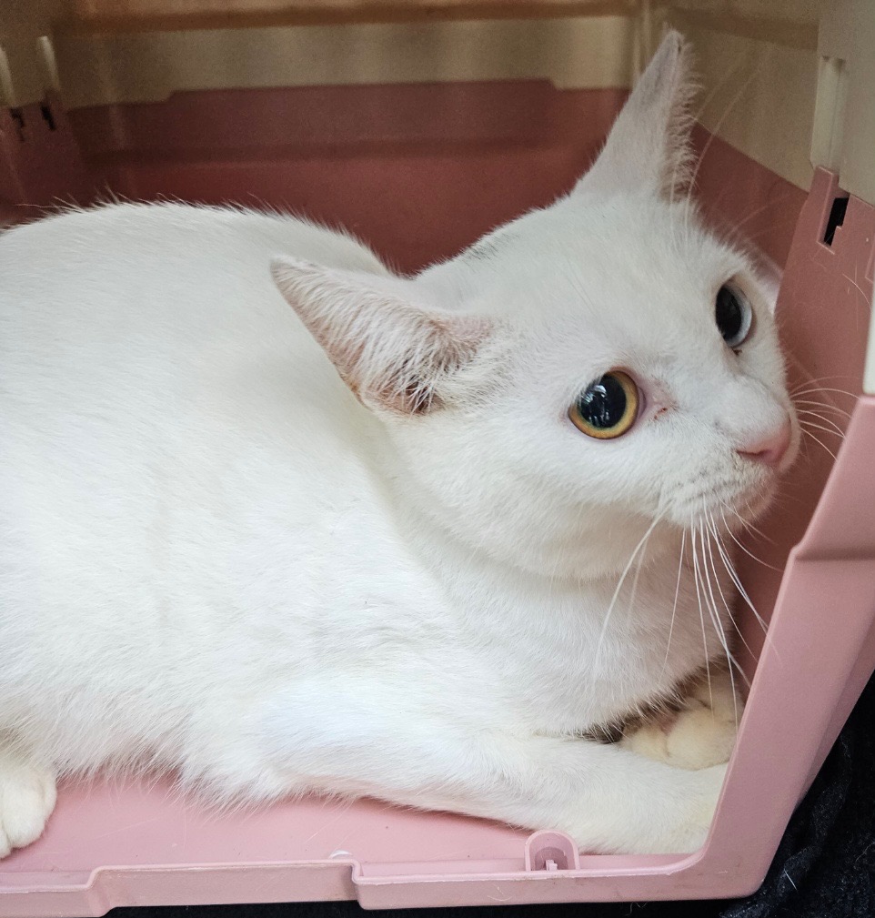 서울동물복지지원센터_411304202300608
