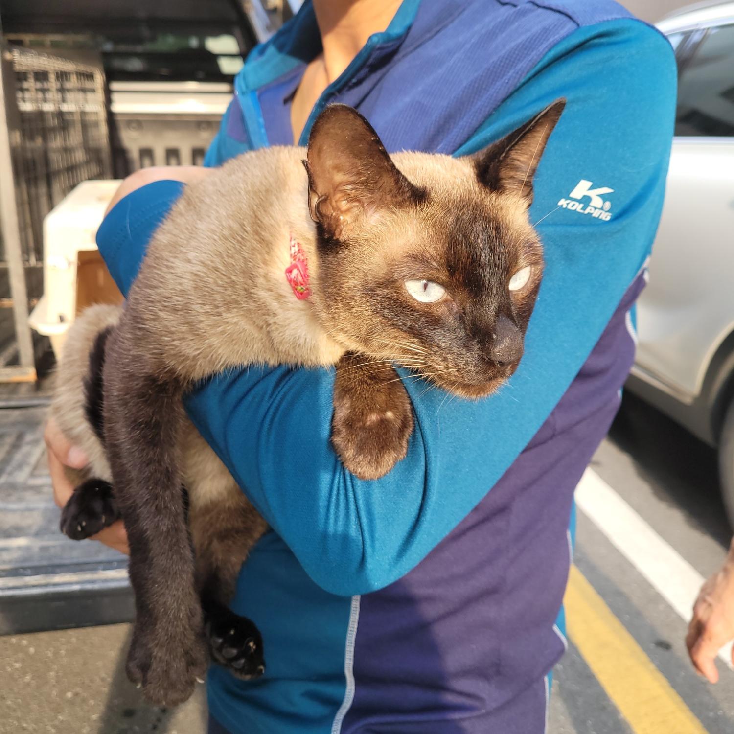 홍천군유기동물보호소_442425202300399