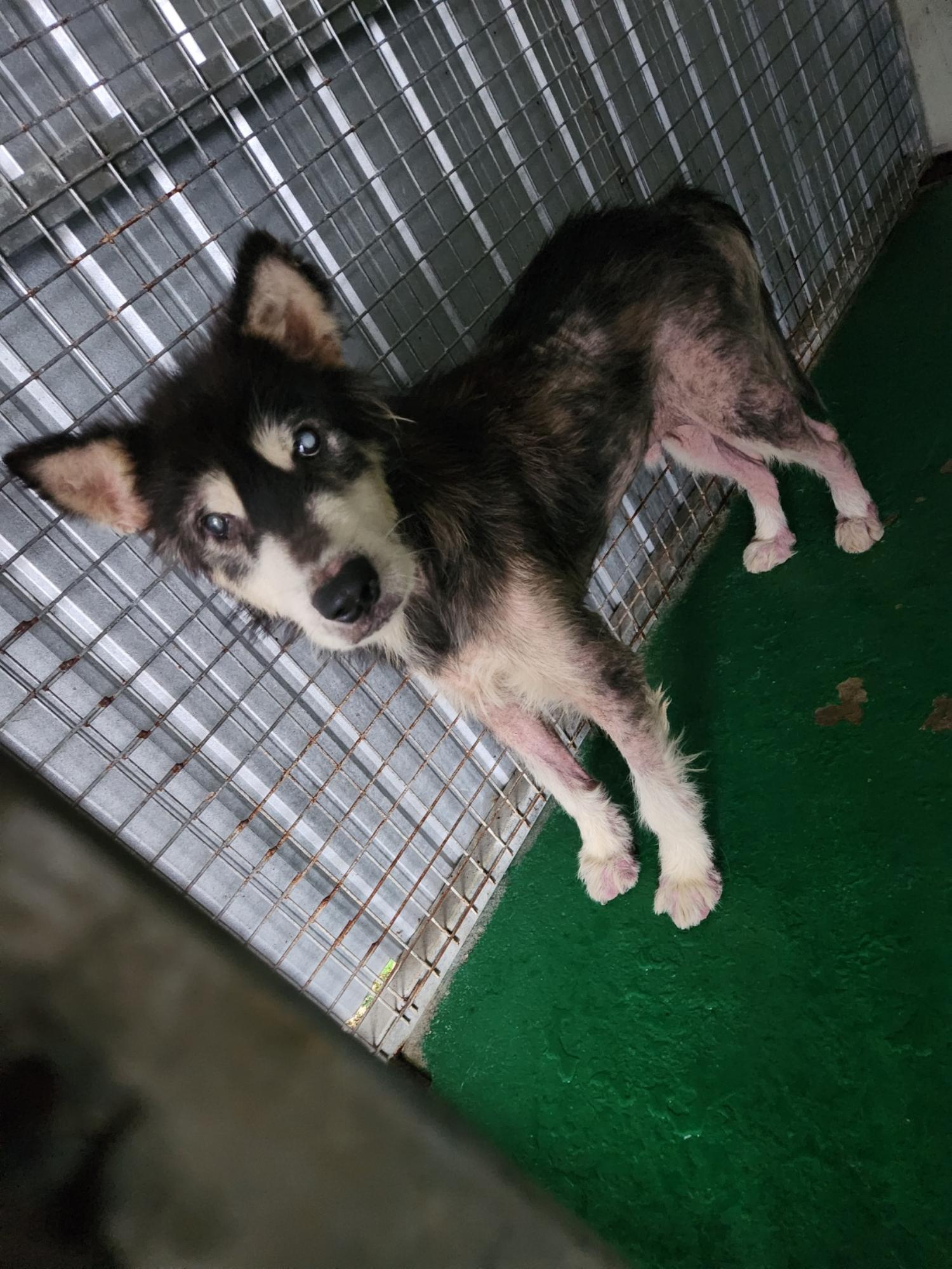 예천군유기동물보호소_447523202300443