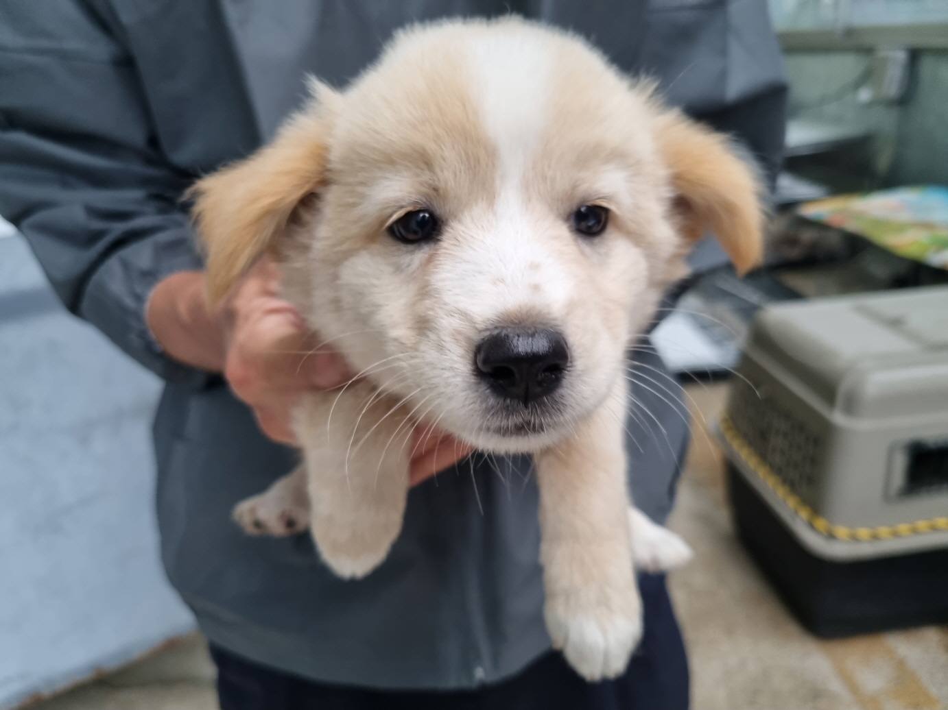 양산시 동물보호센터_448538202300535