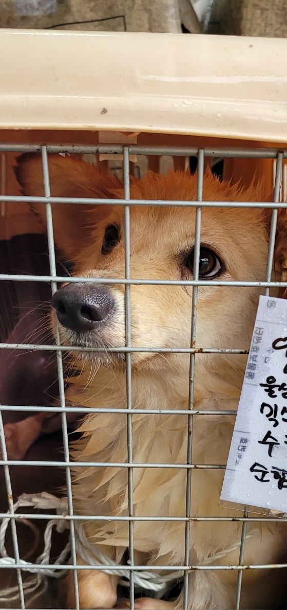 울산유기동물보호센터_431372202300508
