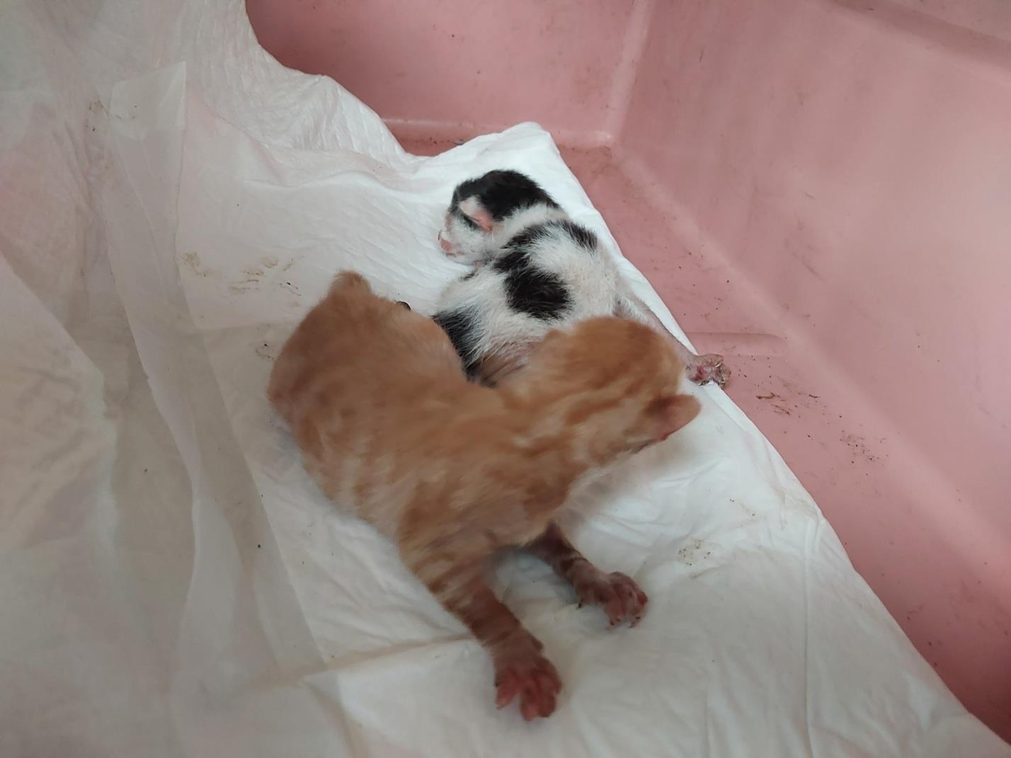 동물보호관리협회_426329202300826