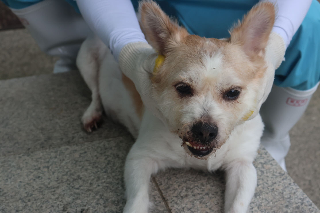 제주 동물보호센터_450650202303279