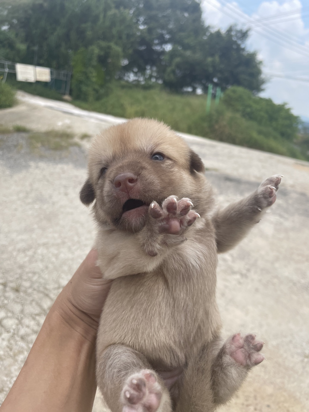 희망동물보호소_445478202300186