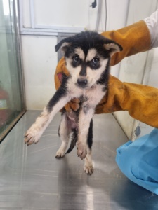 제주 동물보호센터_450650202303268