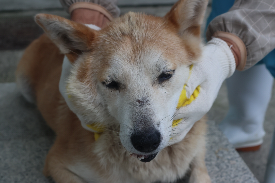 제주 동물보호센터_450650202303278