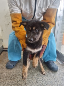 제주 동물보호센터_450650202303269