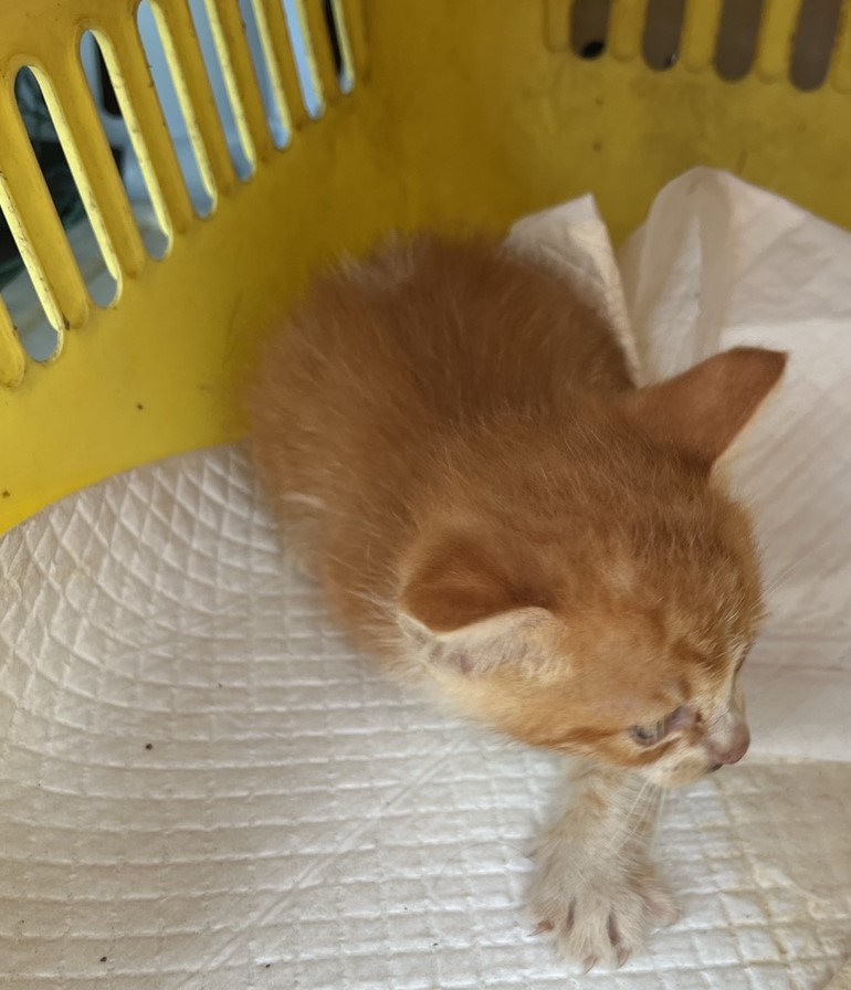 울산유기동물보호센터_431369202300656