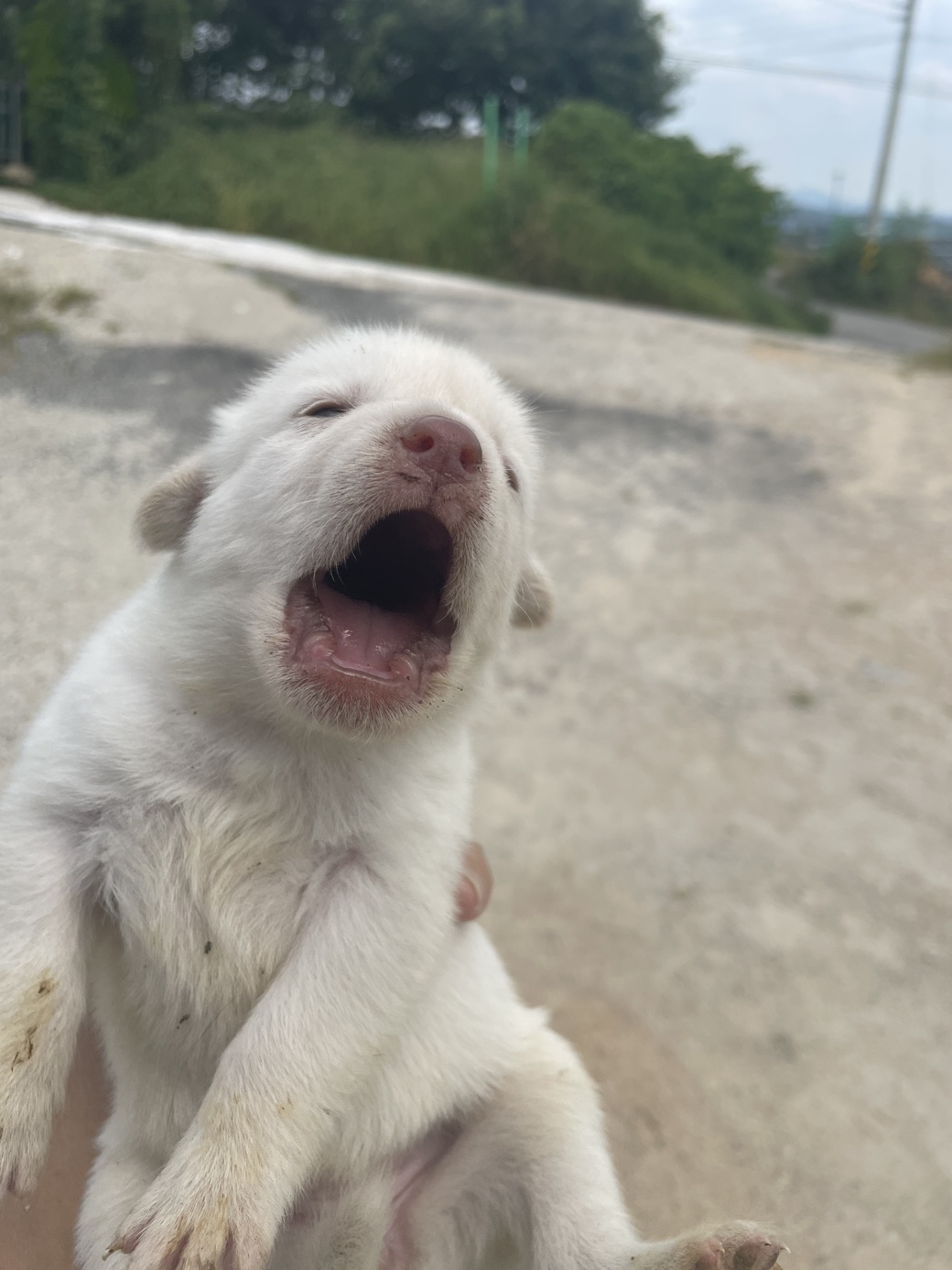 희망동물보호소_445478202300185