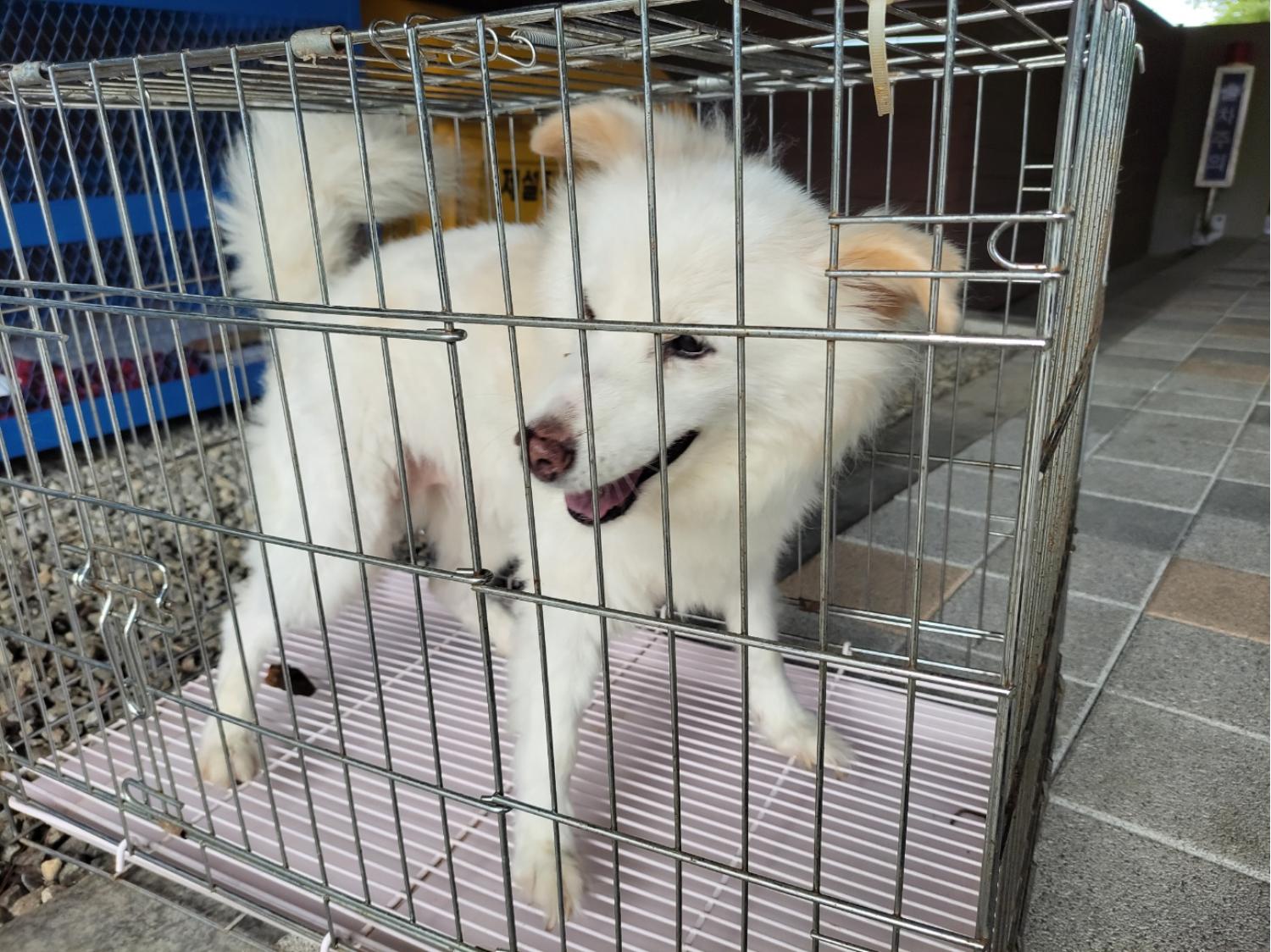 고양시동물보호센터_441394202301932