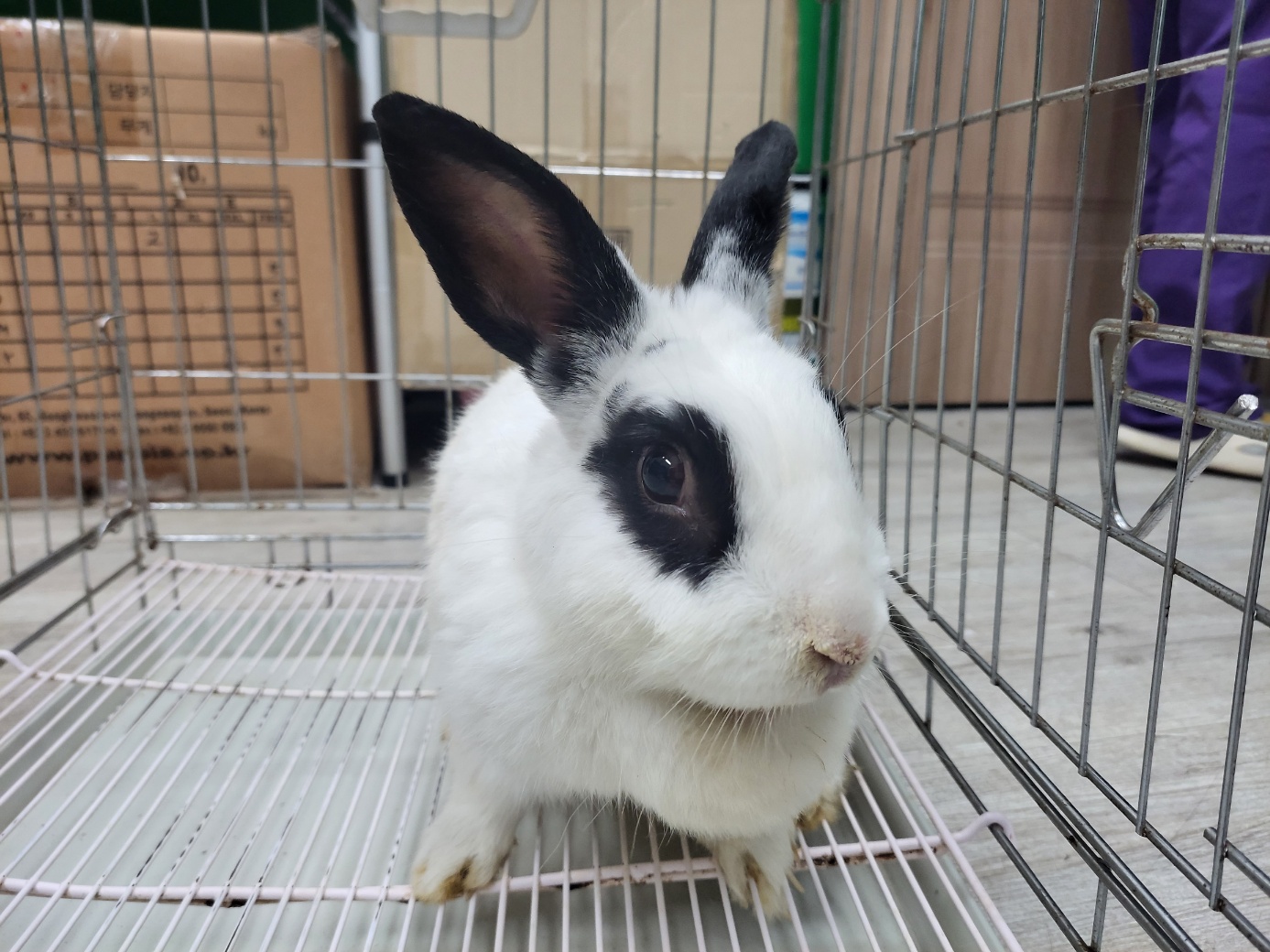 고양시동물보호센터_441394202301933