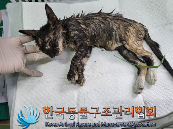 한국동물구조관리협회_441409202301466